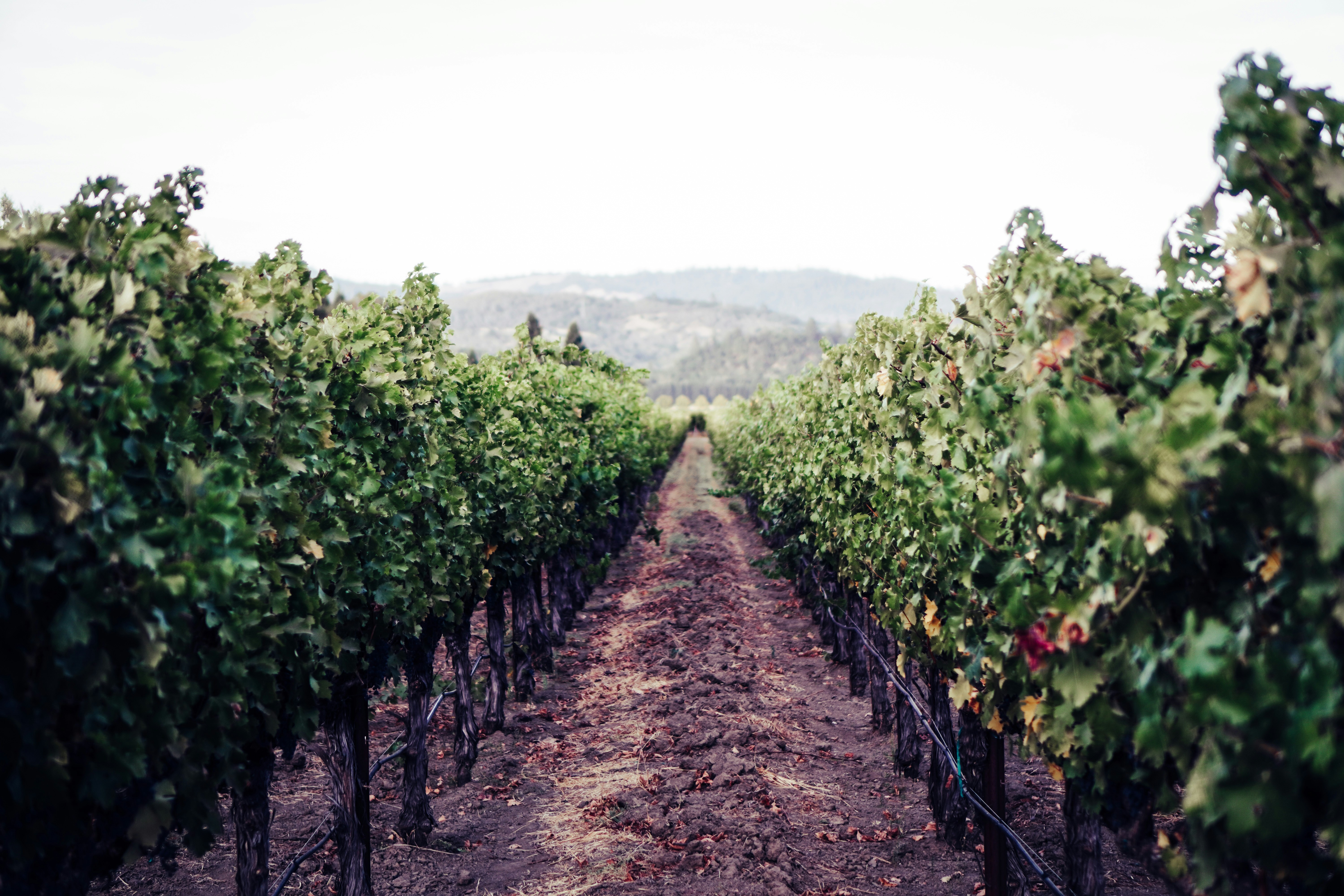 Experience Napa Valley and wine tours